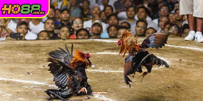 Chiến Lược Cá Cược Đá Gà Online Hiệu Quả