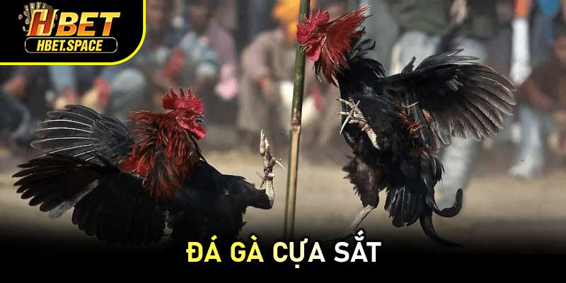 Đá Gà Cựa Sắt