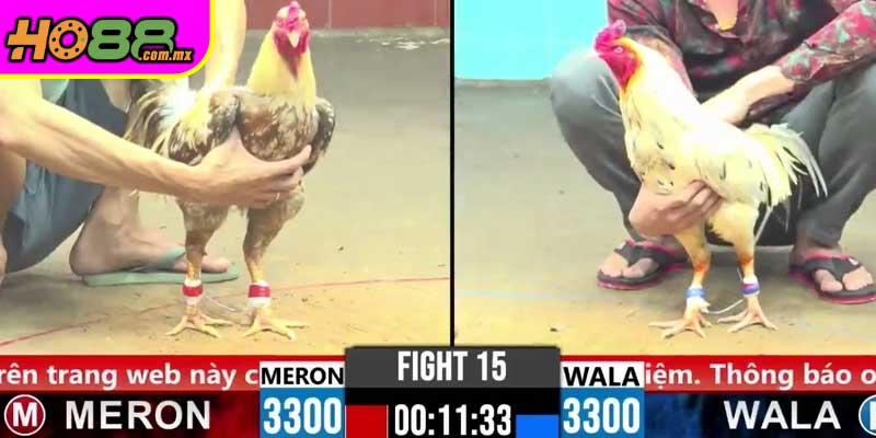 Đá Gà Online – Kênh Xem Đá Gà Đỉnh Cao