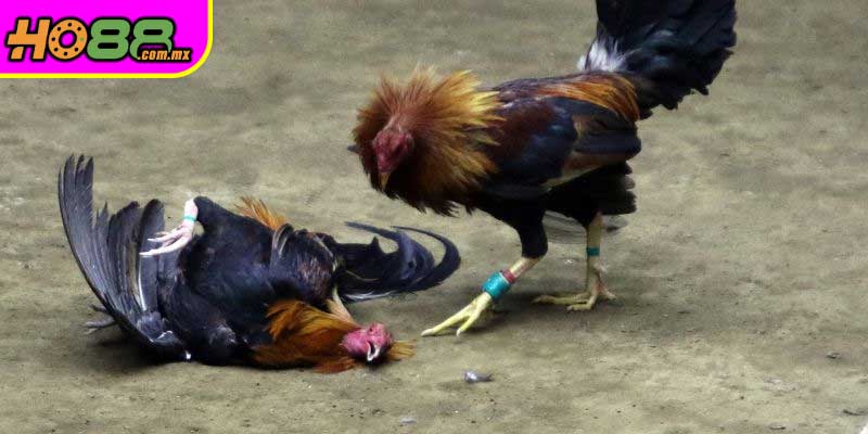 Kiểm Soát Cảm Xúc Khi Cá Cược