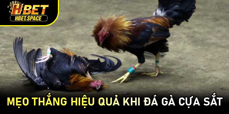 Mẹo Thắng Hiệu Quả Khi Đá Gà Cựa Sắt