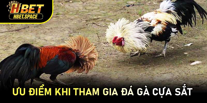 Ưu Điểm Khi Tham Gia Đá Gà Cựa Sắt 